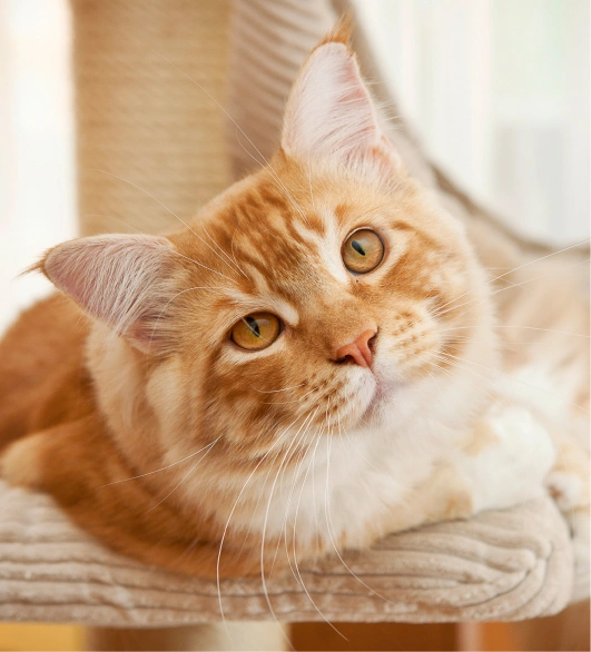 cat care