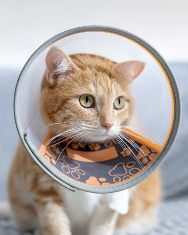 full service vet clinic Pet Surgery