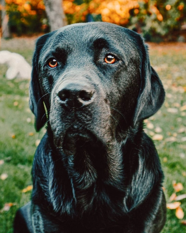 full service vet clinic Senior Pet Care