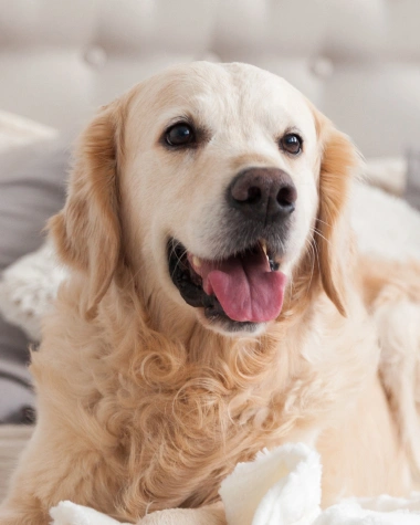 full service vet clinic Urgent Care