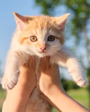 full service vet clinic puppy kitten care