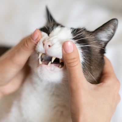 Cat Dentistry