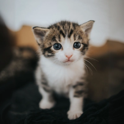 Kitten Care