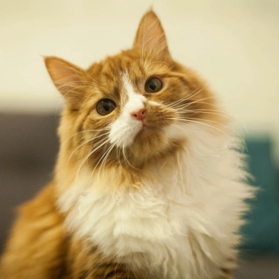 Preventative Cat Care