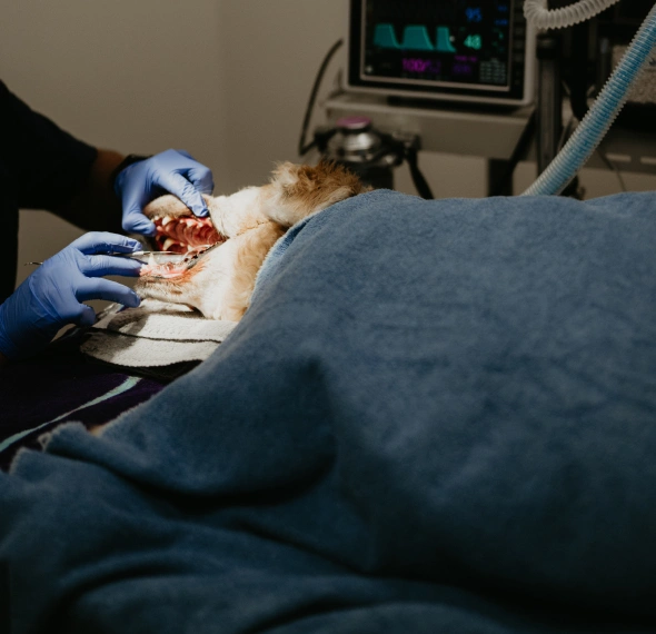 At-home Dental Care for Your Pet