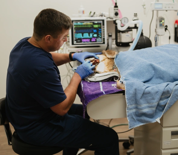 Professional Oral Health Care for Pets